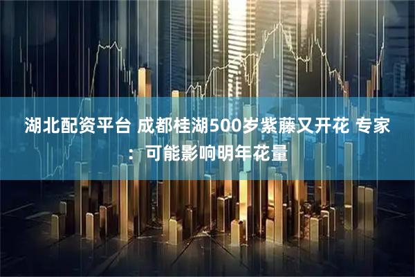 湖北配资平台 成都桂湖500岁紫藤又开花 专家：可能影响明年花量